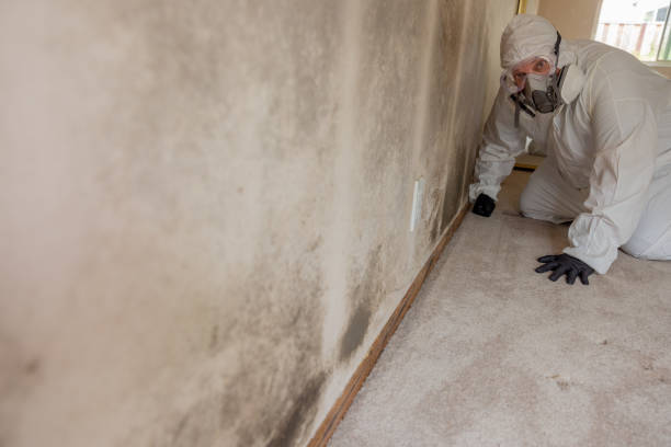 Professional Mold Removal in Konawa, OK